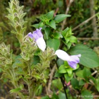 Strobilanthes rhamnifolia var. rhamnifolia (Nees) T. Anderson